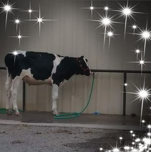 Meet your Posher, Dawn